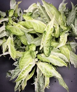 Syngonium podophyllum 'Starlite' Live Plant - Rare Variegated Arrowhead Vine Houseplant - Image 1