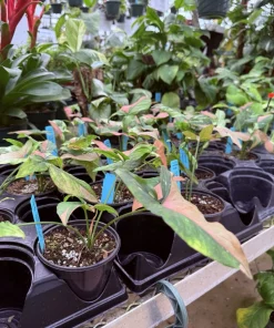 Syngonium Red Spot Tricolor Live Plant – Rare Variegated Arrowhead Vine – Indoor Houseplant - Image 2