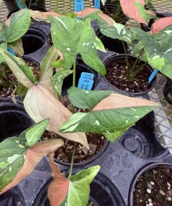 Syngonium Red Spot Tricolor Live Plant – Rare Variegated Arrowhead Vine – Indoor Houseplant - Image 5