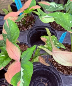 Syngonium Red Spot Tricolor Live Plant – Rare Variegated Arrowhead Vine – Indoor Houseplant - Image 6