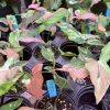 Syngonium Red Spot Tricolor Live Plant – Rare Variegated Arrowhead Vine – Indoor Houseplant - Image 1