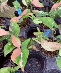 Syngonium Red Spot Tricolor Live Plant – Vibrant Indoor Houseplant - Image 3