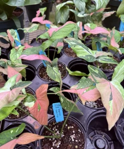 Syngonium Red Spot Tricolor Live Plant – Vibrant Indoor Houseplant - Image 1