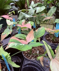 Syngonium Red Spot Tricolor Live Plant – Vibrant Indoor Houseplant - Image 4