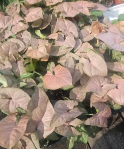 Syngonium Regina Red Live Plant – Colorful Arrowhead Vine – 4in Pot – Indoor Foliage - Image 2
