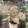 Syngonium Regina Red Live Plant – Colorful Arrowhead Vine – 4in Pot – Indoor Foliage - Image 1