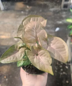 Syngonium Regina Red Live Plant – Colorful Arrowhead Vine – 4in Pot – Indoor Foliage - Image 1