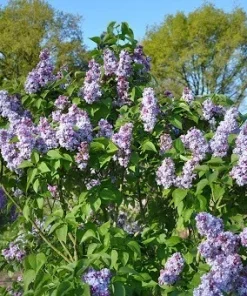 Syringa Nadezhda Blue French Lilac Live Plant 4+ Inches Tall Outdoor - Image 2