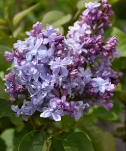 Syringa Nadezhda Blue French Lilac Live Plant 4+ Inches Tall Outdoor - Image 3