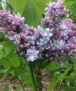 Syringa Nadezhda Blue French Lilac Live Plant 4+ Inches Tall Outdoor - Image 4