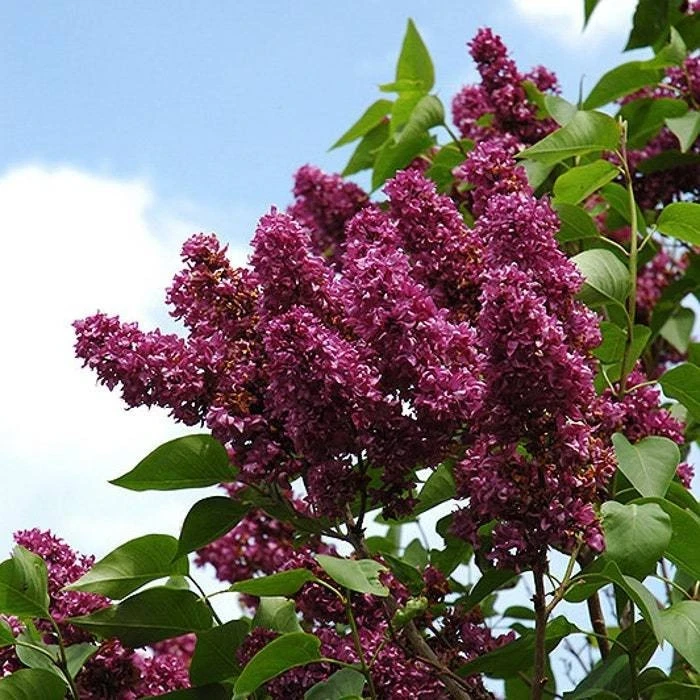 Syringa Vulgaris 'Charles Joly' Red French Lilac Live Plant 4+ Inches - Image 2