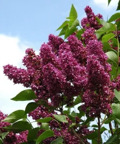 Syringa vulgaris 'Charles Joly' Red French Lilac Live Plant 4+ Inches Tall - Image 2
