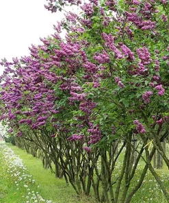 Syringa Vulgaris 'Charles Joly' Red French Lilac Live Plant 4+ Inches - Image 3