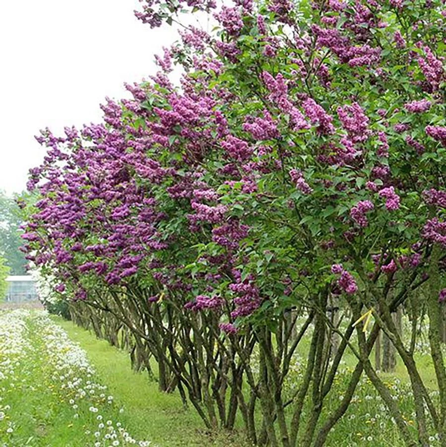 Syringa Vulgaris 'Charles Joly' Red French Lilac Live Plant 4+ Inches - Image 3