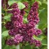 Syringa Vulgaris 'Charles Joly' Red French Lilac Live Plant 4+ Inches - Image 1
