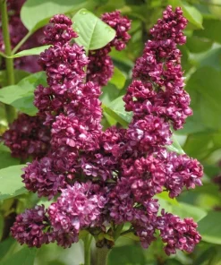 Syringa Vulgaris 'Charles Joly' Red French Lilac Live Plant 4+ Inches - Image 1