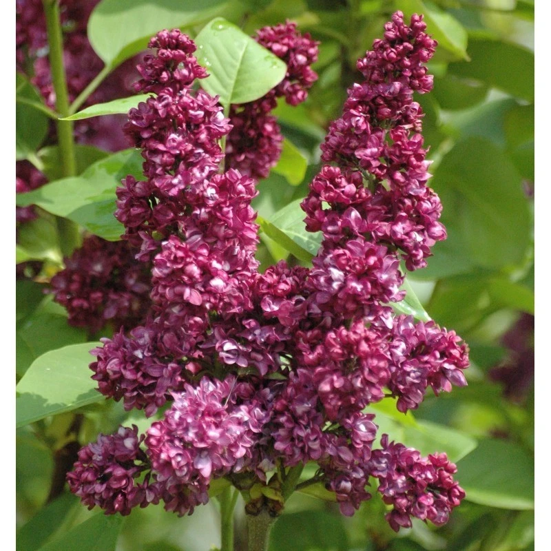 Syringa Vulgaris 'Charles Joly' Red French Lilac Live Plant 4+ Inches - Image 1