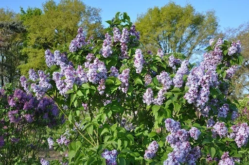 Syringa Vulgaris 'Nadezhda' Blue French Lilac Live Plant 4+ Inches Tall Outdoor - Image 2