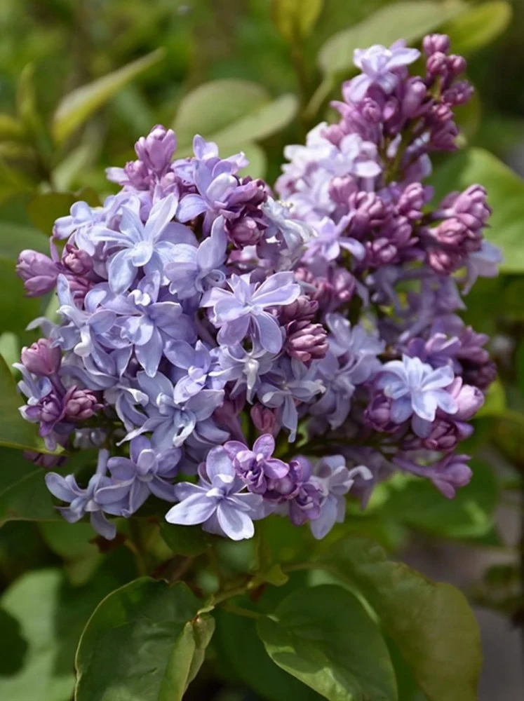 Syringa Vulgaris 'Nadezhda' Blue French Lilac Live Plant 4+ Inches Tall Outdoor - Image 3