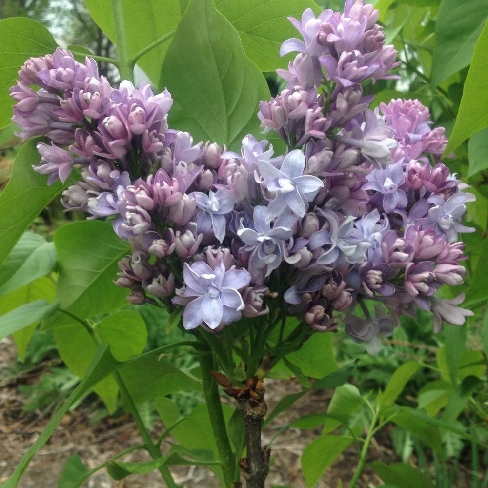 Syringa Vulgaris 'Nadezhda' Blue French Lilac Live Plant 4+ Inches Tall Outdoor - Image 4