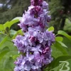 Syringa Vulgaris 'Nadezhda' Blue French Lilac Live Plant 4+ Inches Tall Outdoor - Image 1