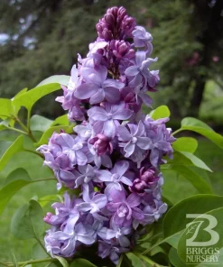 Syringa Vulgaris 'Nadezhda' Blue French Lilac Live Plant 4+ Inches Tall Outdoor - Image 1
