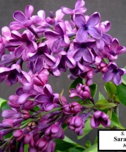 Syringa Vulgaris 'Sarah Sands' Lilac Live Plant - 14+ Inches Tall - Image 2