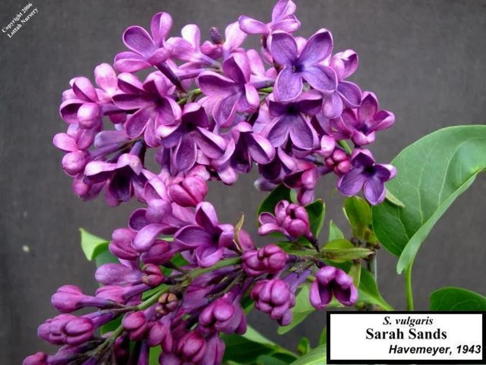 Syringa Vulgaris 'Sarah Sands' Lilac Live Plant - 14+ Inches Tall - Image 2