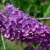 Syringa Vulgaris 'Sarah Sands' Lilac Live Plant - 14+ Inches Tall - Image 1