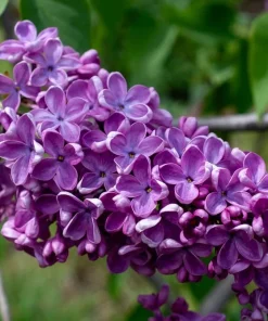 Syringa Vulgaris 'Sarah Sands' Lilac Live Plant - 14+ Inches Tall - Image 1