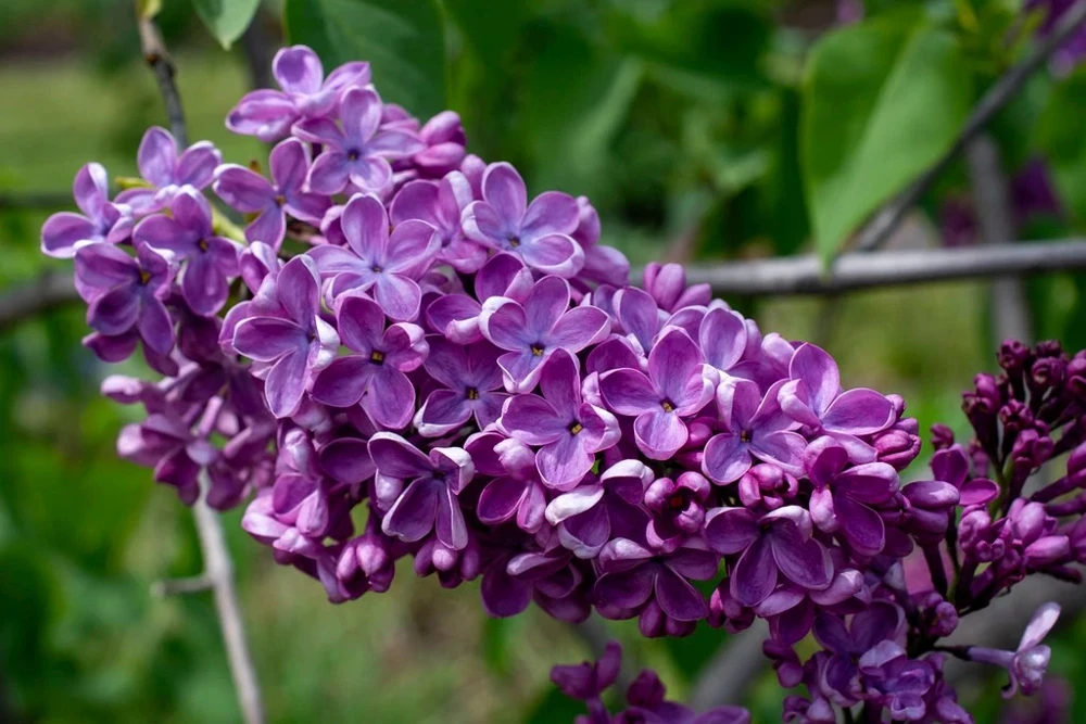 Syringa Vulgaris 'Sarah Sands' Lilac Live Plant - 14+ Inches Tall - Image 1