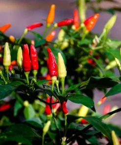 Tabasco Pepper Seeds - 50 Count Hot Red Capsicum Frutescens Vegetable Seeds - Image 2
