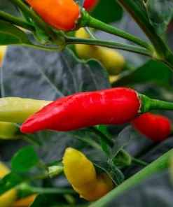 Tabasco Pepper Seeds - 50 Count Hot Red Capsicum Frutescens Vegetable Seeds - Image 3