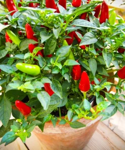 Tabasco Pepper Seeds - 50 Count Hot Red Capsicum Frutescens Vegetable Seeds - Image 4