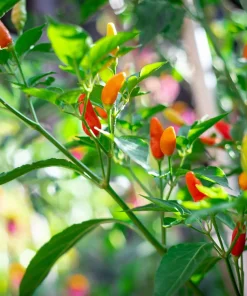 Tabasco Pepper Seeds - 50 Count Hot Red Capsicum Frutescens Vegetable Seeds - Image 5