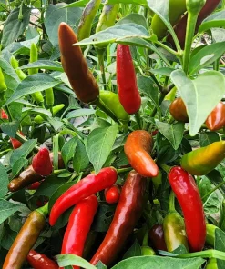 Tabasco Pepper Seeds - 50 Count Hot Red Capsicum Frutescens Vegetable Seeds - Image 6