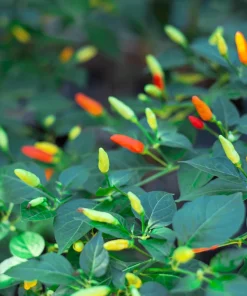 Tabasco Pepper Seeds - 50 Count Hot Red Capsicum Frutescens Vegetable Seeds - Image 7