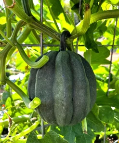 Table King Acorn Squash Seeds - 50 Seeds, Winter & Summer Squash, AAS Winner - Image 2