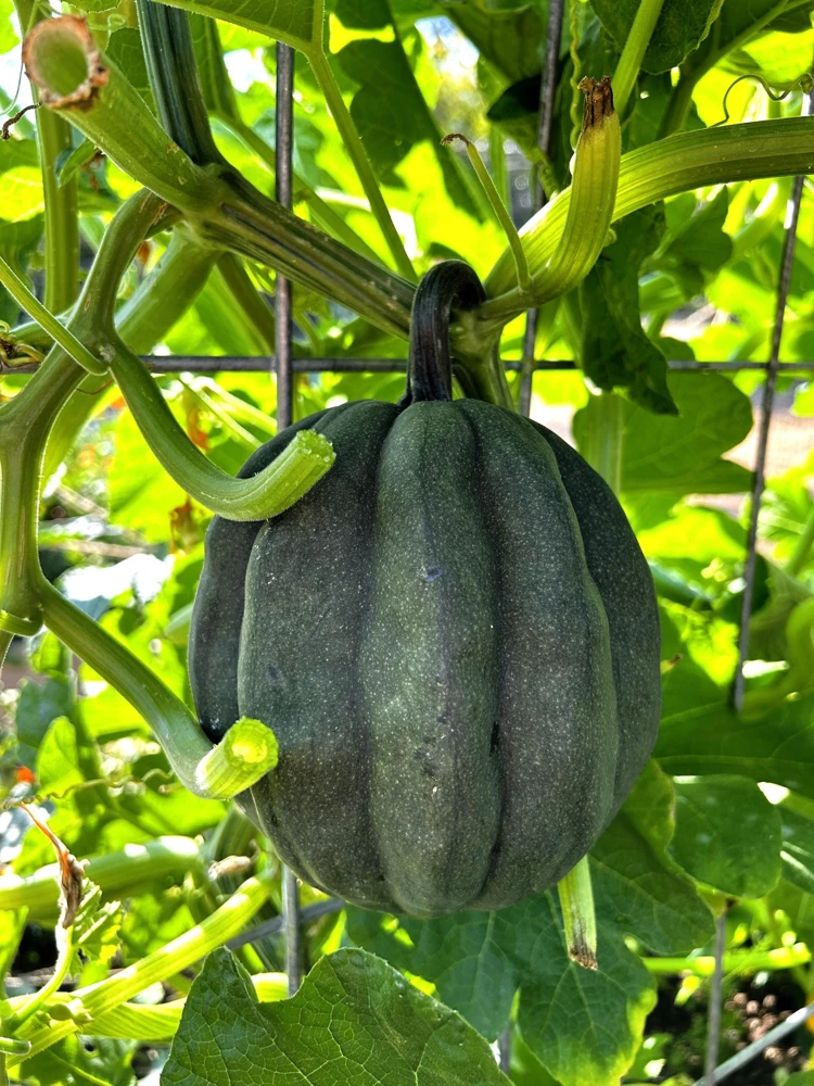 Table King Acorn Squash Seeds - 50 Seeds, Winter & Summer Squash, AAS Winner - Image 2