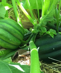 Table King Acorn Squash Seeds - 50 Seeds, Winter & Summer Squash, AAS Winner - Image 5