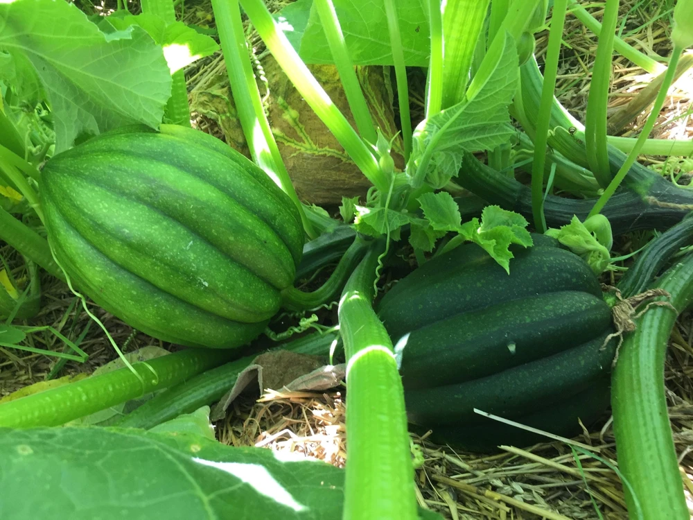 Table King Acorn Squash Seeds - 50 Seeds, Winter & Summer Squash, AAS Winner - Image 5
