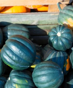 Table King Acorn Squash Seeds - 50 Seeds, Winter & Summer Squash, AAS Winner - Image 6
