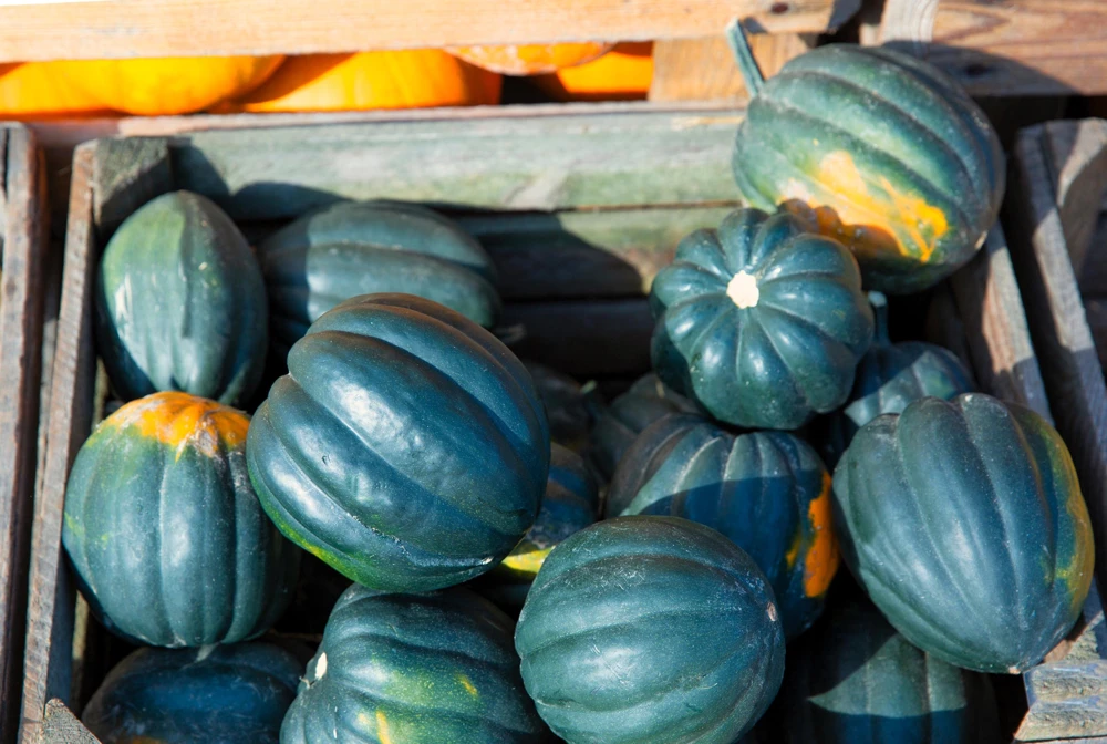Table King Acorn Squash Seeds - 50 Seeds, Winter & Summer Squash, AAS Winner - Image 6