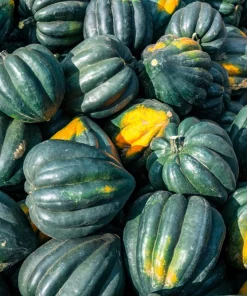 Table King Acorn Squash Seeds - 50 Seeds, Winter & Summer Squash, AAS Winner - Image 7