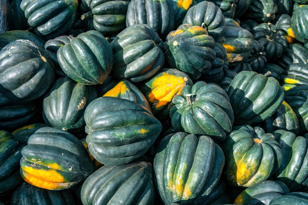 Table King Acorn Squash Seeds - 50 Seeds, Winter & Summer Squash, AAS Winner - Image 7