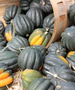 Table Queen Acorn Squash Seeds - 50 Heirloom Vegetable Seeds - Cucurbita Pepo - Image 1