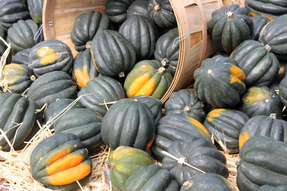 Table Queen Acorn Squash Seeds - 50 Heirloom Vegetable Seeds - Cucurbita Pepo - Image 1