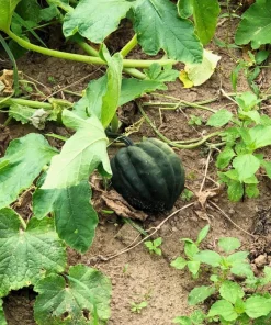 Table Queen Acorn Squash Seeds - 50 Heirloom Vegetable Seeds - Cucurbita Pepo - Image 3