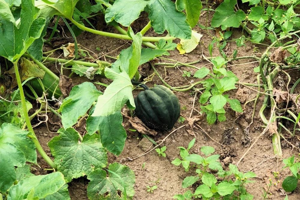 Table Queen Acorn Squash Seeds - 50 Heirloom Vegetable Seeds - Cucurbita Pepo - Image 3