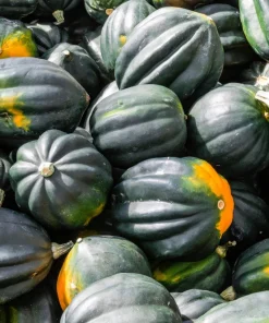 Table Queen Acorn Squash Seeds - 50 Heirloom Vegetable Seeds - Cucurbita Pepo - Image 4